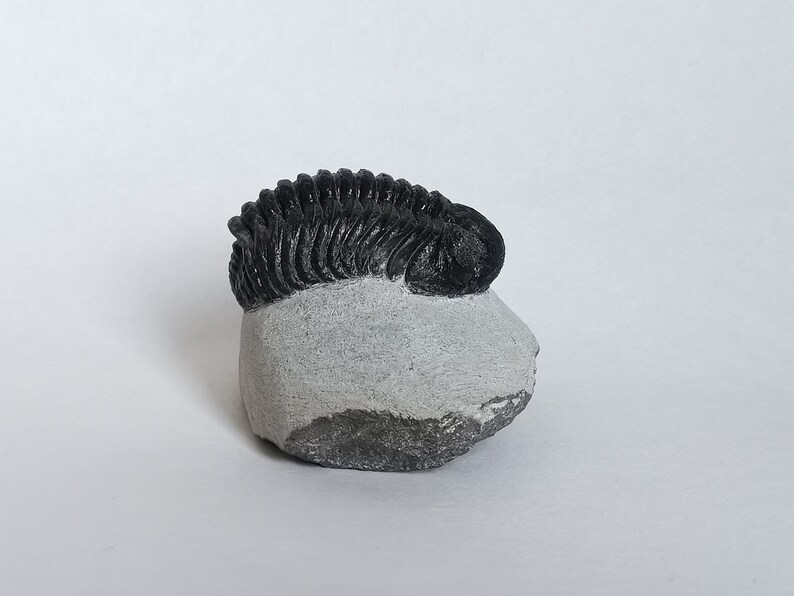Schöne 6cm 10 cm if outstreched drotops Trilobit aus Marokko, Beautiful and impressive rare Trilobite image 6