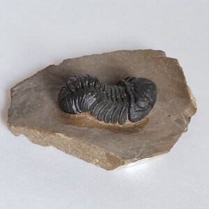 Schöne 5.5cm Phacops Trilobit aus Marokko, Beautiful and impressive rare Trilobite Fossil from Morocco aged 390 Mio Years old image 2