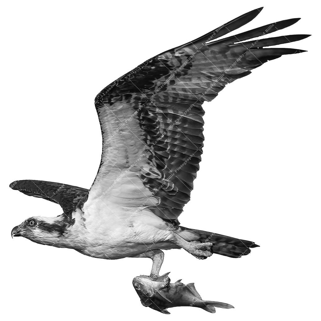 Instant Download Printable Osprey Flying With A Fish Jpg - Etsy
