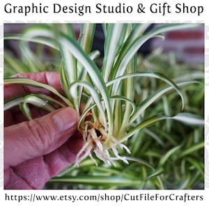 Spider Plant Babies, Spider Plant Cuttings, Easy To Grow Spider Plants, Hardy Spider Plants, Live House Plants, Variegated Spider Plant