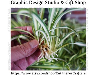 Spider Plant Babies, Spider Plant Cuttings, Easy To Grow Spider Plants, Hardy Spider Plants, Live House Plants, Variegated Spider Plant