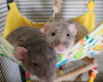 Single Layer Hammock 10 inches- Last Call