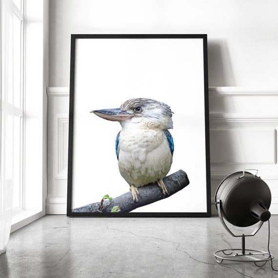 Australian Kookaburra Wall Print Kookaburra Poster Etsy