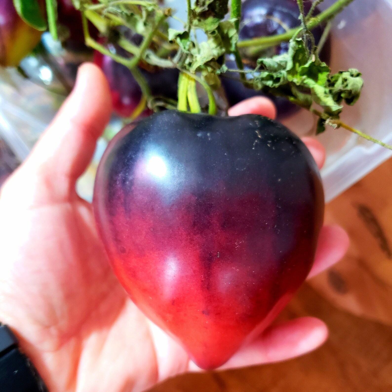 Sgt. Pepper Tomato 20 Seeds Rare Seeds Heirloom Blue Heart Tomato