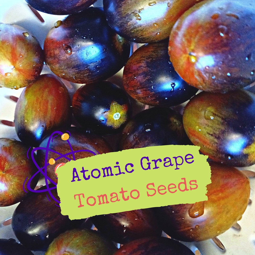 Brad's Atomic Grape Tomato / Acid Trip Tomatoes Sabor Etsy España