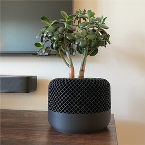 May include: A black planter with a geometric pattern holds a green succulent plant with multiple stems.