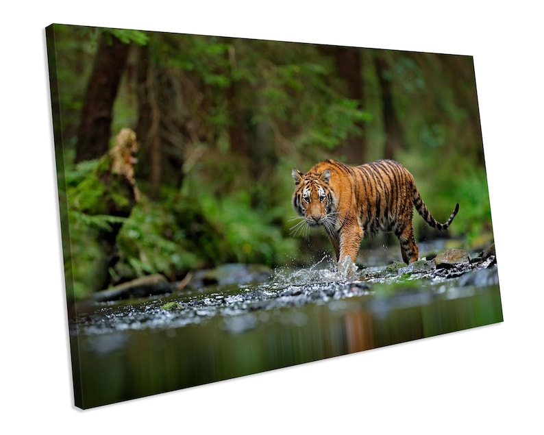 Tiger Animal Wildlife Forest CANVAS WALL ART Box Framed Picture Print Home Decor