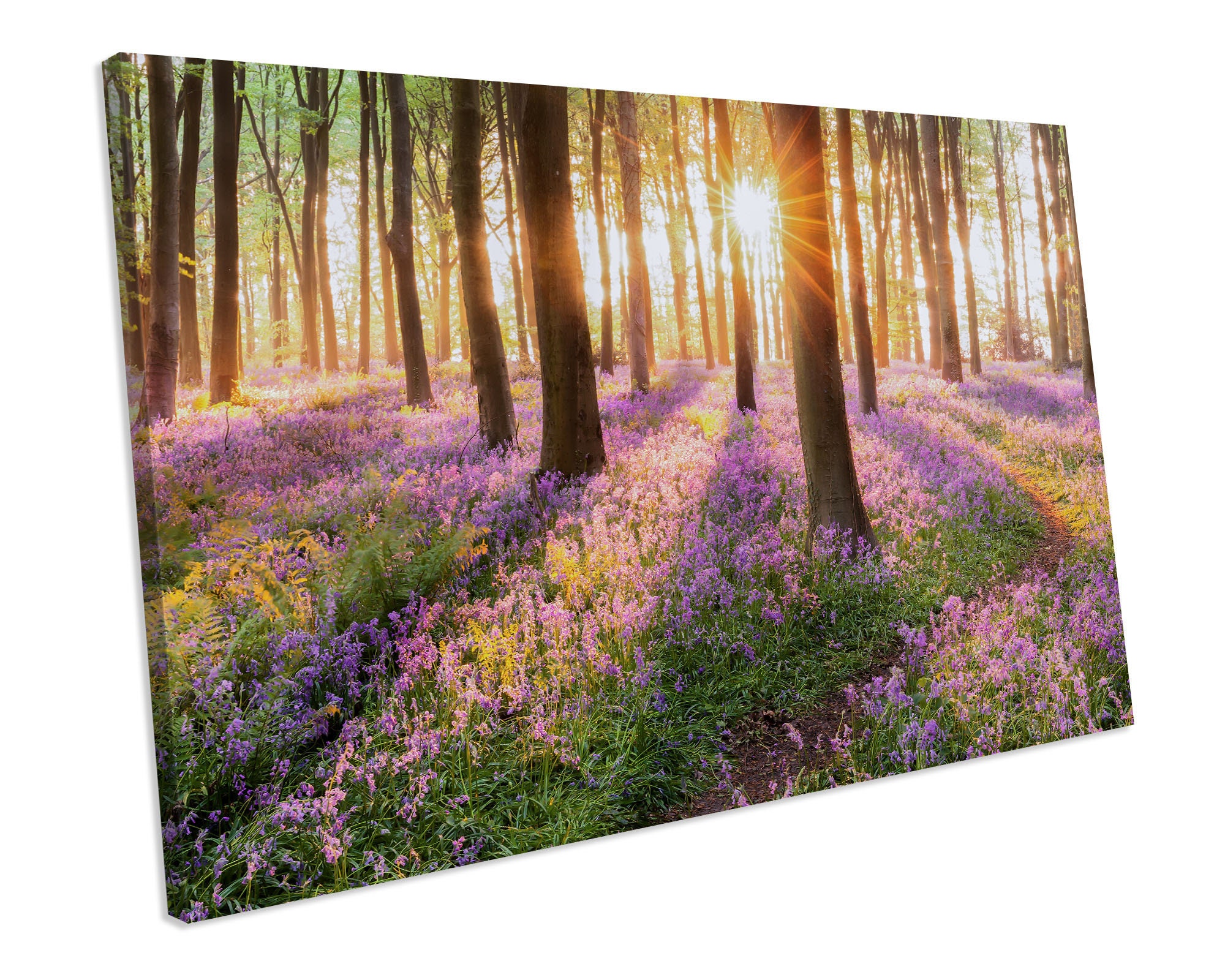 Spring Bluebells Forest CANVAS WALL ART Box Framed Picture Etsy