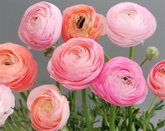 pink amadine pastel pink pink amadine pastel pink