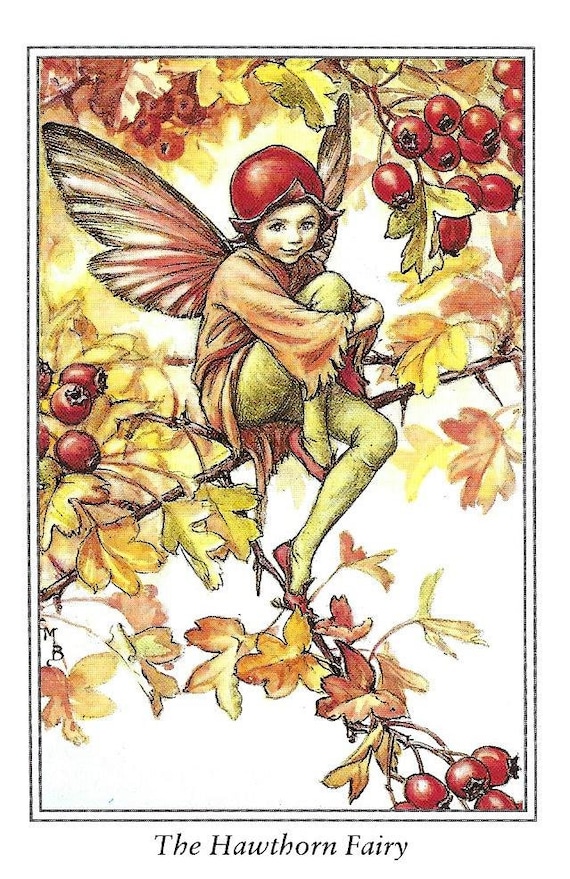 The Elderberry /& Robin/'s Pincushion Fairy Cicely Mary Barker Flower Fairies of the Autumn Vintage book page Nursery Decor