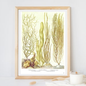 Seaweed, Unframed, Vintage Seaweed Print, Sea Plants, Seaweed Decor, Ocean Floor, Vintage Print, Botanical, Book Page Plate, Bathroom, 17 image 8