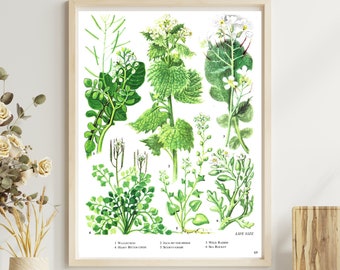 Watercress, Wild Radish, Sea Rocket, Unframed Vintage Flower Print, White, Botanical, Floral, Nature, Plant, Book Plate, Wall Art