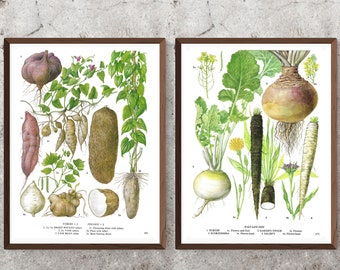 Set of 2 Unframed Vintage Vegetable Prints, Sweet Potato, Yam, Turnip, Swede, Rutabaga, Root Vegetable, Book Page, Food, Kitchen Artwork