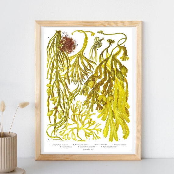 Seaweed, Unframed, Vintage Seaweed Print, Sea Plants, Seaweed Decor, Ocean  Floor, Vintage Print, Botanical, Book Page Plate, Bathroom Print 