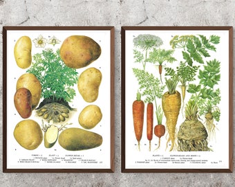 Set of 2 Unframed Vintage Vegetable Prints, Carrot, Parsnip, Celeriac, Potato, Root Vegetable Book Page, Food, Thanksgiving, Kitchen Artwork