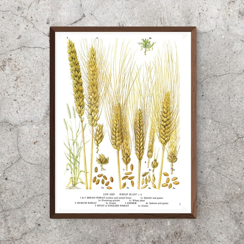 Unframed Bread Wheat, Durum Wheat, Rivet, Emmer, Grains, Spikelet, Cereal, Vintage Print, Botanical Print, Book Page, Food, Kitchen Print Bild 5