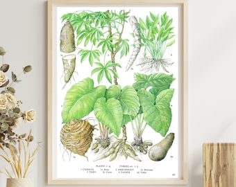 Unframed Vintage Vegetable Print for Wall Art, Cassava, Taro, Arrowroot, Botanical Kitchen Artwork, Dining Décor, Book Page Illustration