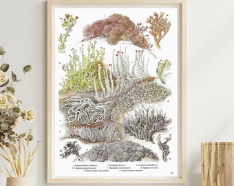 Unframed Vintage Botanical Print for Wall Art, Mountain Lichens of Uplands, Rock and Wall Plants, Country Nature Book Page, Brown, Green