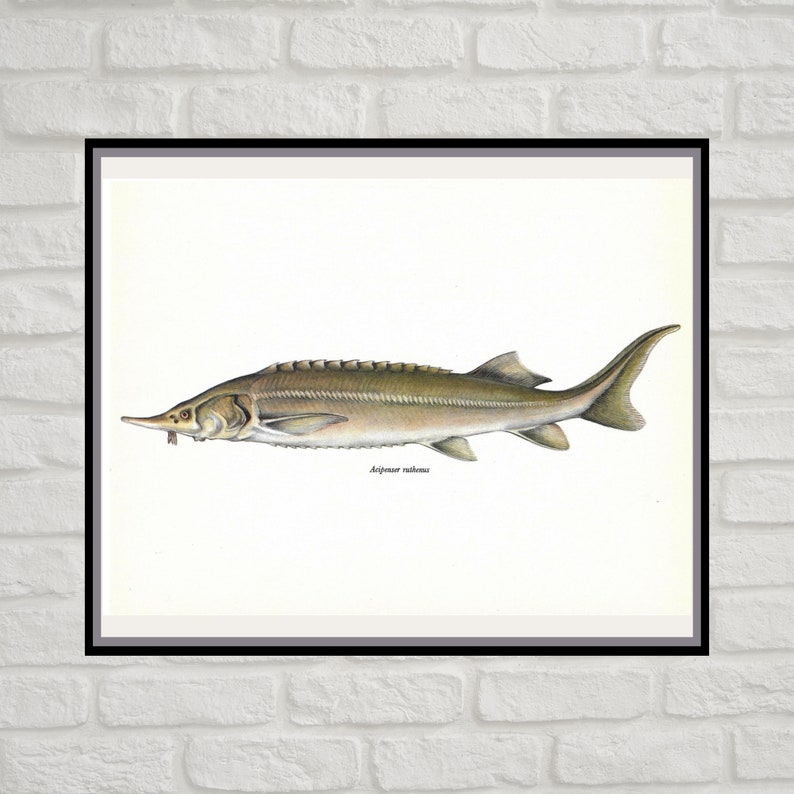 Acipenser Ruthenus, Sterlet, Sturgeon, Vintage Fish Print, Unframed, Freshwater Fish, Book Plate, Book Print, Animal, Aquatic, Fishes image 1