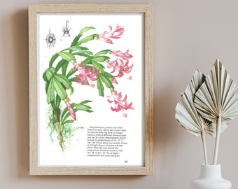 Pink Cacti Plant, Small Unframed Vintage Flower Plant Print, Indoor House Plant Image, Cactus, Pink Flowers, Botanical Book Page, Wall Art