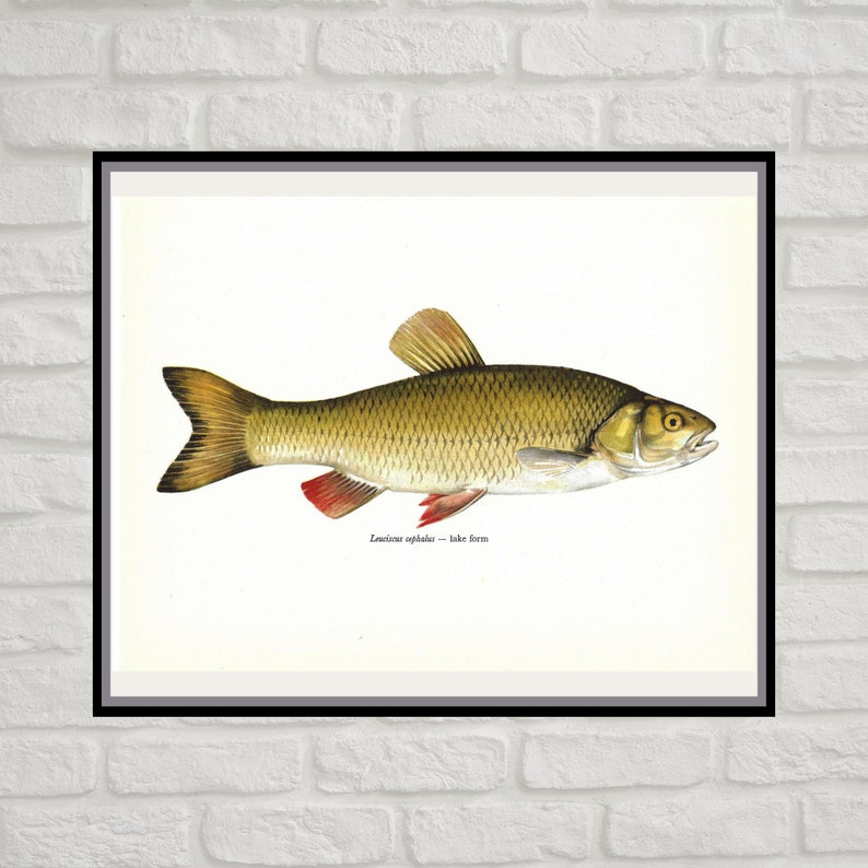 Leuciscus Cephalus, Chub, Lake Form, Vintage Fish Print, Unframed, Freshwater Fish, Book Plate, Book Print, Animal, Aquatic, Fishes image 1