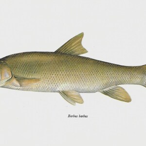 Barbus Barbus, Common Barbel, Vintage Fish Print, Unframed, Freshwater Fish, Book Plate, Book Print, Animal, Aquatic, Fishes image 2