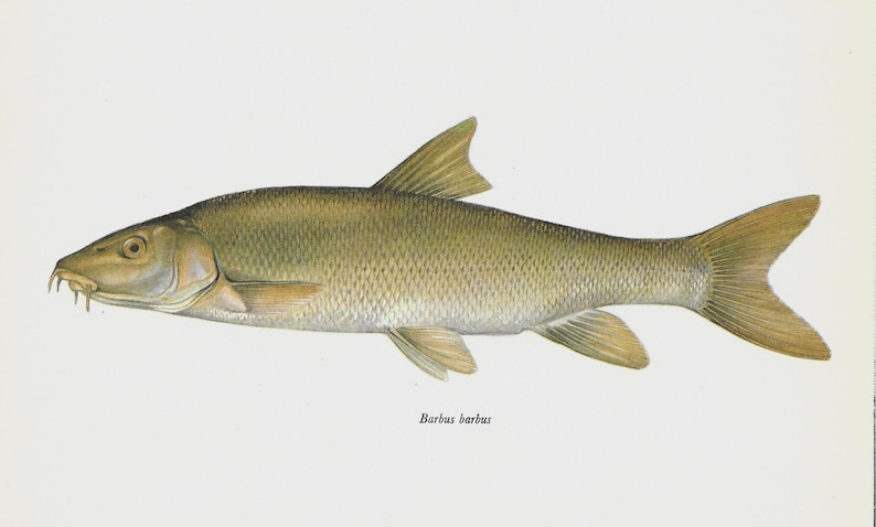 Barbus Barbus, Common Barbel, Vintage Fish Print, Unframed, Freshwater Fish, Book Plate, Book Print, Animal, Aquatic, Fishes image 2