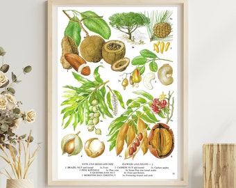 Unframed Vintage Food Print, Brazil Nut, Cashew, Pine Kernels, Chestnut, Botanical, Dining Room Wall Art, Kitchen Décor, Vintage Book Page