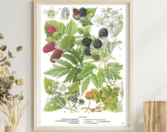 Unframed Vintage Fruit Print, Blackberry, Loganberry Dewberry, Botanical, Dining Room Wall Art, Food Print, Kitchen Décor, Vintage Book Page
