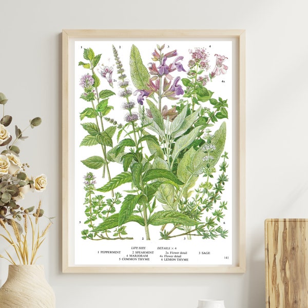 Unframed Vintage Herb Print, Peppermint, Spearmint, Sage, Marjoram, Lemon Thyme, Botanical Food Print, Kitchen Décor, Vintage Book Page