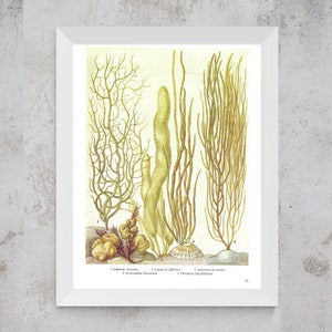 Seaweed, Unframed, Vintage Seaweed Print, Sea Plants, Seaweed Decor, Ocean Floor, Vintage Print, Botanical, Book Page Plate, Bathroom, 17 image 6