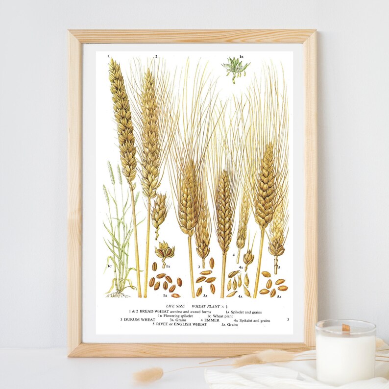 Unframed Bread Wheat, Durum Wheat, Rivet, Emmer, Grains, Spikelet, Cereal, Vintage Print, Botanical Print, Book Page, Food, Kitchen Print Bild 3