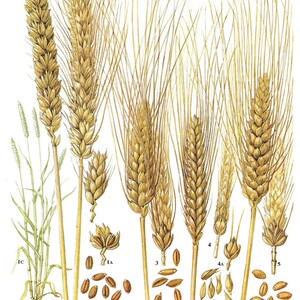 Unframed Bread Wheat, Durum Wheat, Rivet, Emmer, Grains, Spikelet, Cereal, Vintage Print, Botanical Print, Book Page, Food, Kitchen Print Bild 2
