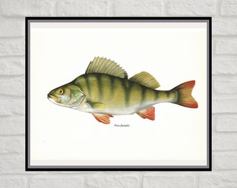 Perca Fluviatilis, Common Perch, European, Vintage Fish Print, Unframed, Freshwater Fish, Book Plate, Book Print, Animal, Aquatic, Fishes