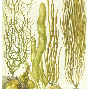Seaweed, Unframed, Vintage Seaweed Print, Sea Plants, Seaweed Decor, Ocean Floor, Vintage Print, Botanical, Book Page Plate, Bathroom, 17 image 2