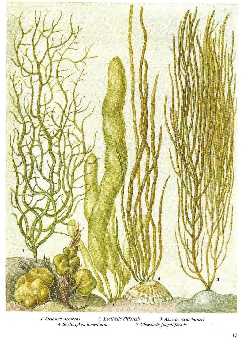 Seaweed, Unframed, Vintage Seaweed Print, Sea Plants, Seaweed Decor, Ocean Floor, Vintage Print, Botanical, Book Page Plate, Bathroom, 17 image 2