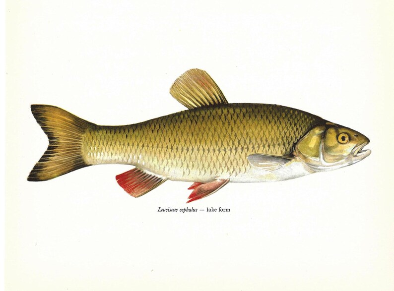 Leuciscus Cephalus, Chub, Lake Form, Vintage Fish Print, Unframed, Freshwater Fish, Book Plate, Book Print, Animal, Aquatic, Fishes image 2