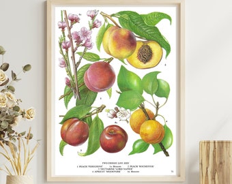 Unframed Vintage Fruit Print, Peach Print, Peaches, Botanical, Dining Room Wall Art, Food Print, Kitchen Décor, Vintage Book Page