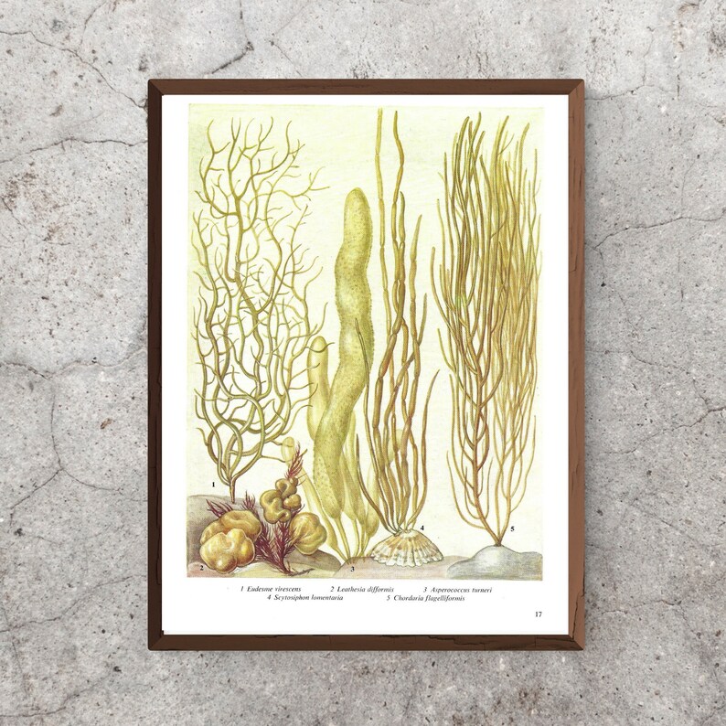 Seaweed, Unframed, Vintage Seaweed Print, Sea Plants, Seaweed Decor, Ocean Floor, Vintage Print, Botanical, Book Page Plate, Bathroom, 17 image 5