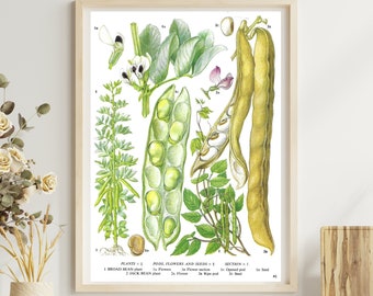 Unframed Vintage Vegetable Print for Wall Art, Broad Beans, Bean Pod, Botanical Kitchen Artwork, Dining Décor, Book Page Food Illustration