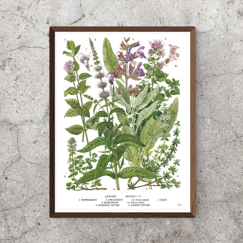 Peppermint Spearmint Sage Marjoram Lemon Thyme Unframed Etsy UK