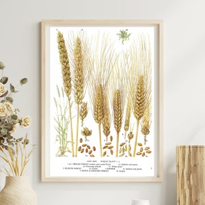 Unframed Bread Wheat, Durum Wheat, Rivet, Emmer, Grains, Spikelet, Cereal, Vintage Print, Botanical Print, Book Page, Food, Kitchen Print Bild 1