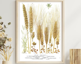 Unframed Bread Wheat, Durum Wheat, Rivet, Emmer, Grains, Spikelet, Cereal, Vintage Print, Botanical Print, Book Page, Food, Kitchen Print