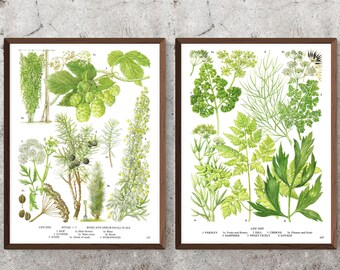 Set of 2 Unframed Vintage Prints, Hop, Juniper, Anise, Parsley, Samphire, Dill, Chervil, Cicely, Lovage, Herbs, Food, Kitchen Artwork