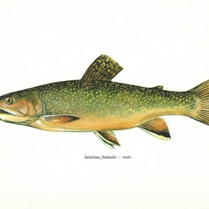 Salvelinus Fontinalis, Male, Brook Trout, Vintage Fish Print, Unframed, Freshwater Fish, Book Plate, Book Print, Animal, Aquatic, Fishes image 2