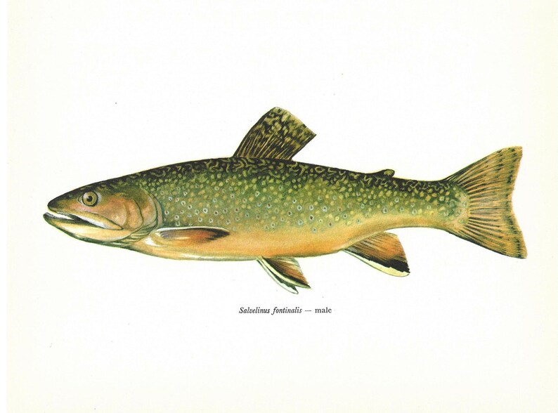 Salvelinus Fontinalis, Male, Brook Trout, Vintage Fish Print, Unframed, Freshwater Fish, Book Plate, Book Print, Animal, Aquatic, Fishes image 2