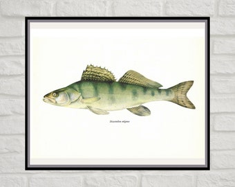 Stizostedion Volgense, Zander, Sander, Pikeperch, Pike Perch, Vintage Fish Print, Unframed, Freshwater Fish, Book Plate, Aquatic, Fishes