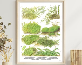 Unframed Vintage Botanical Print, Mosses and Liverworts of Mixed Woodlands, Flowerless, Green Plant, Book Page Plate, Wall Art, 183