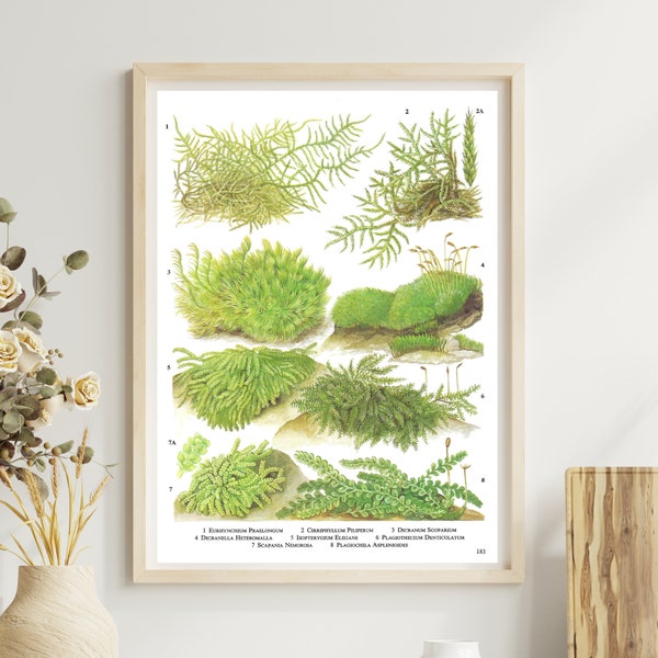 Unframed Vintage Botanical Print, Mosses and Liverworts of Mixed Woodlands, Flowerless, Green Plant, Book Page Plate, Wall Art, 183