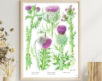 Thistle, Unframed Vintage Flower Print, Pink, Botanical, Floral, Nature, Plant, Book Plate, Wall Art